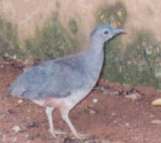 Undulated tinamou